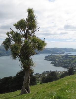 cabbage tree otago peninsula NZ